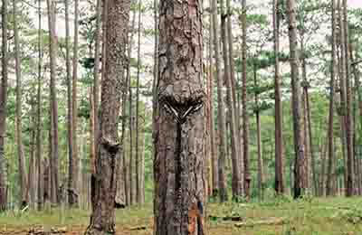 林業(yè)資源管理對(duì)生態(tài)環(huán)境的影響